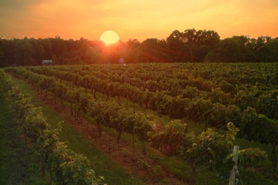 vineyard_sunset1