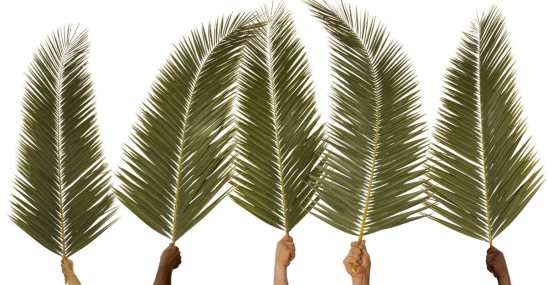 Palm Branches